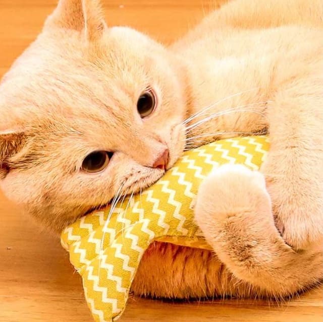 猫 おもちゃ お魚型 ジグザグ柄 猫じゃらし