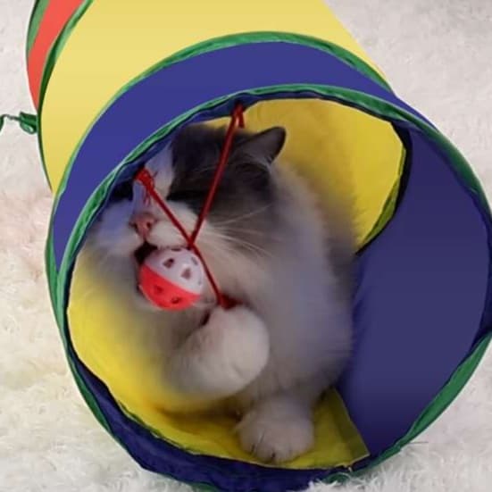 猫 おもちゃ トンネルで遊ぼう！にゃんこのおうち玉じゃらし