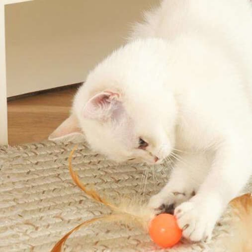 猫 おもちゃ ふわふわ羽根つき弾むボール猫じゃらし