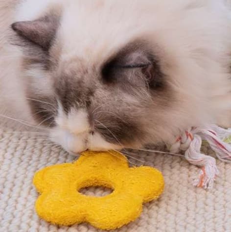 猫 おもちゃ モフモフ遊び鶏足とお花の猫じゃらし