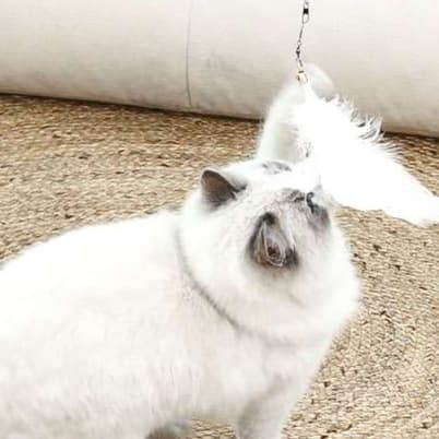 猫 おもちゃ 優雅な羽根遊び 猫じゃらし 付け替えタイプ