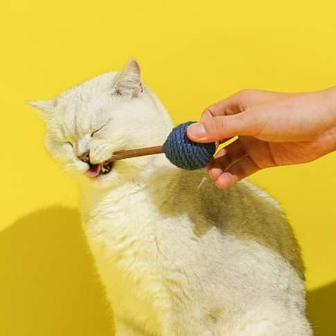 猫 おもちゃ 天然歯磨き 猫じゃらし