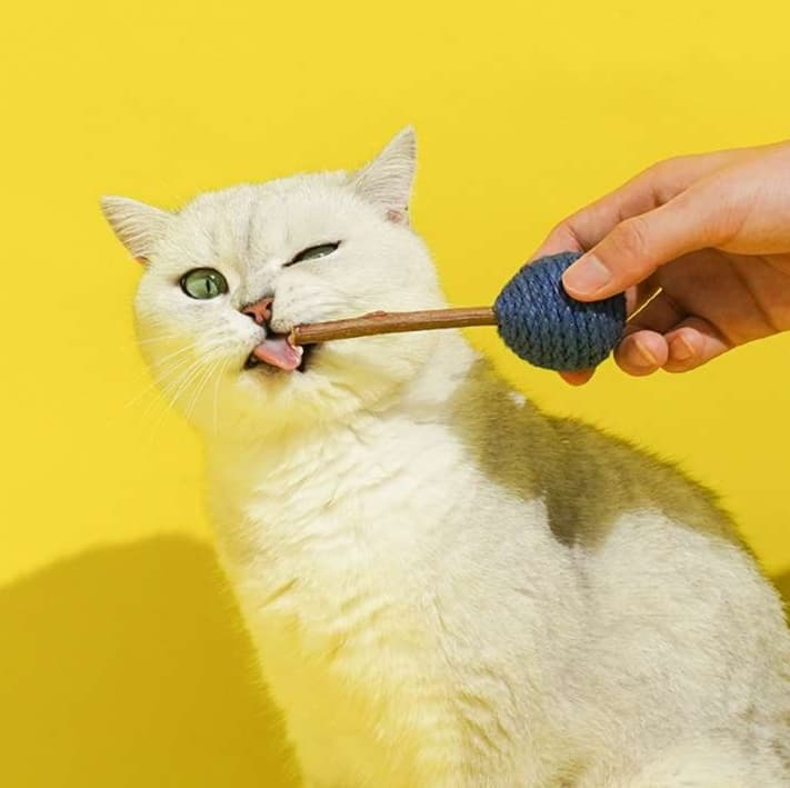猫 おもちゃ 天然歯磨き 猫じゃらし