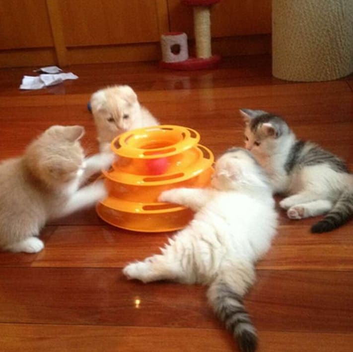 猫 おもちゃ くるくるボール タワートラップ