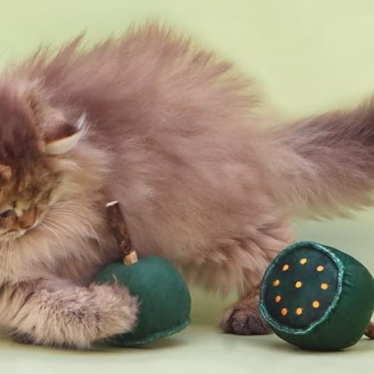 猫 おもちゃ 開運蓮の実 猫じゃらし
