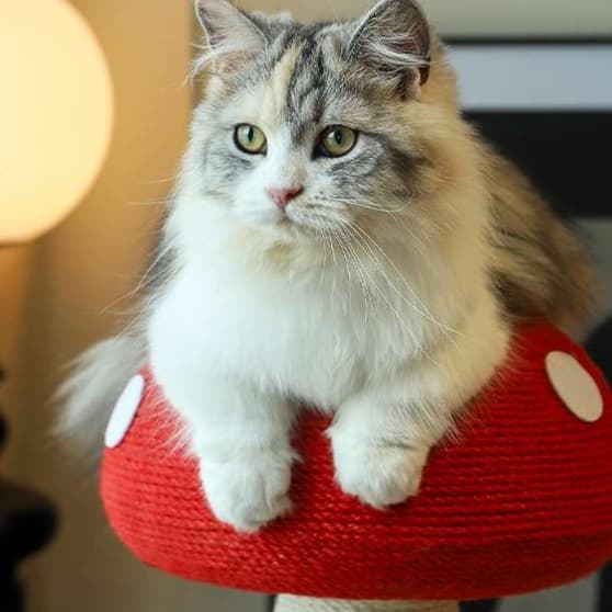 猫 おもちゃ きのこ型 麻縄 猫じゃらし