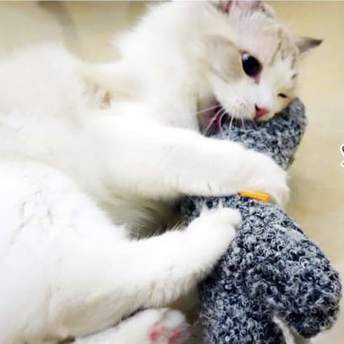 猫 おもちゃ もふもふしっぽの癒し猫じゃらし