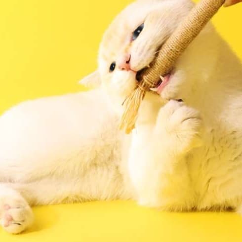猫 おもちゃ 猫の歯磨きにもなる麻縄天然またたびスティック