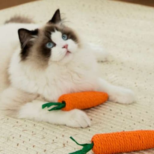 猫 おもちゃ にんじんシャカシャカ おさかな猫じゃらし