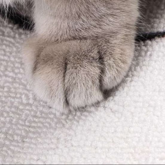 猫 おもちゃ 福招き猫のひっかき爪研ぎマット
