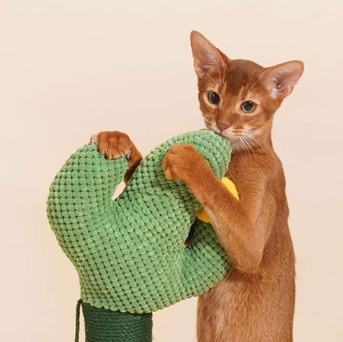 猫 おもちゃ サボテンハウス・キャットタワー