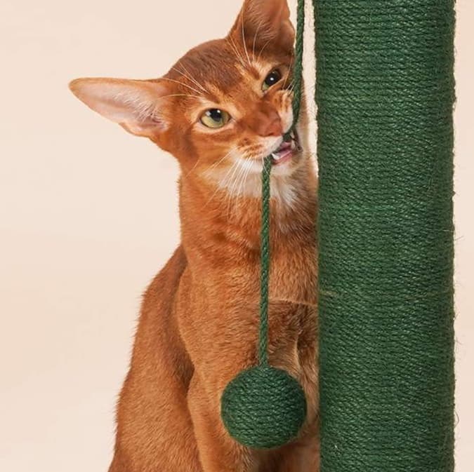 猫 おもちゃ サボテンハウス・キャットタワー
