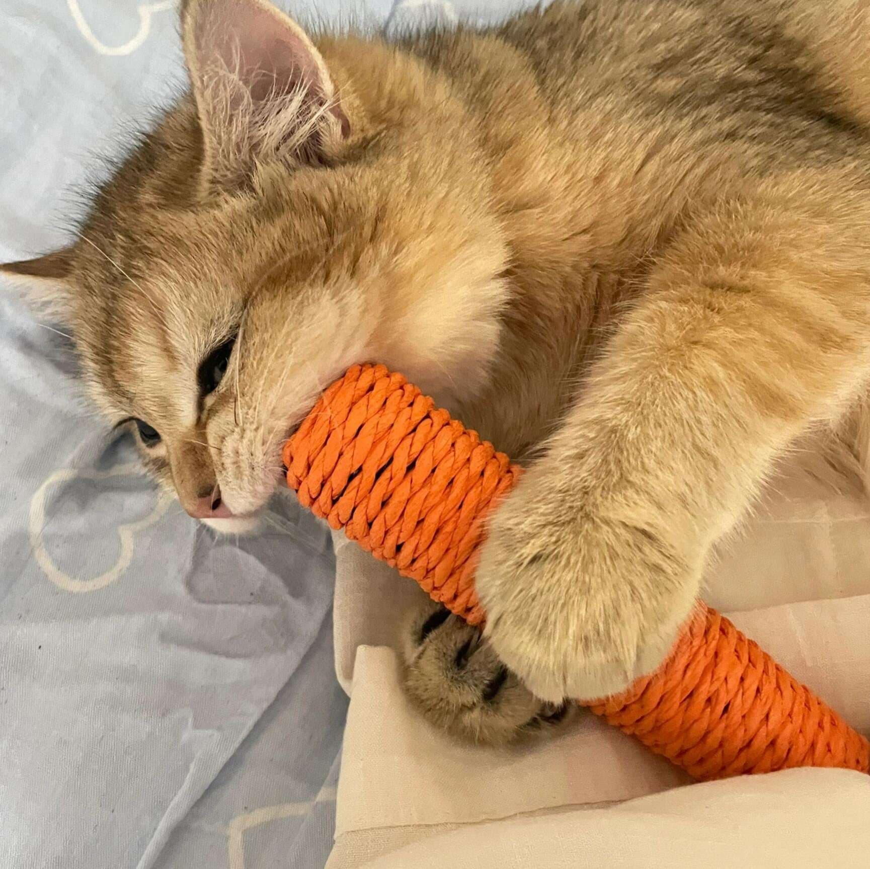 猫 おもちゃ にんじんの誘惑 猫じゃらし