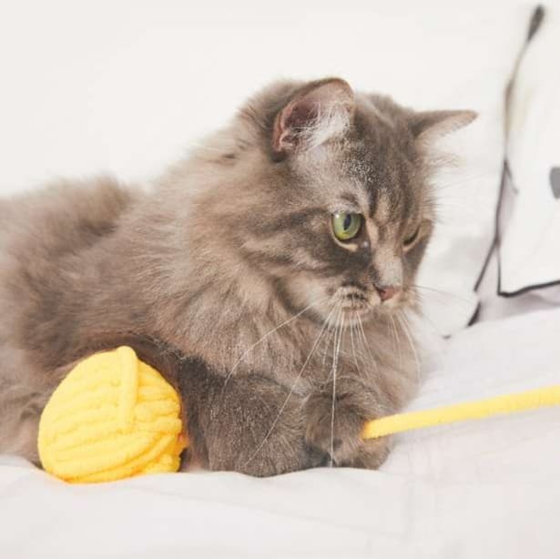猫 おもちゃ もちもちまんまる毛糸玉の猫じゃらし