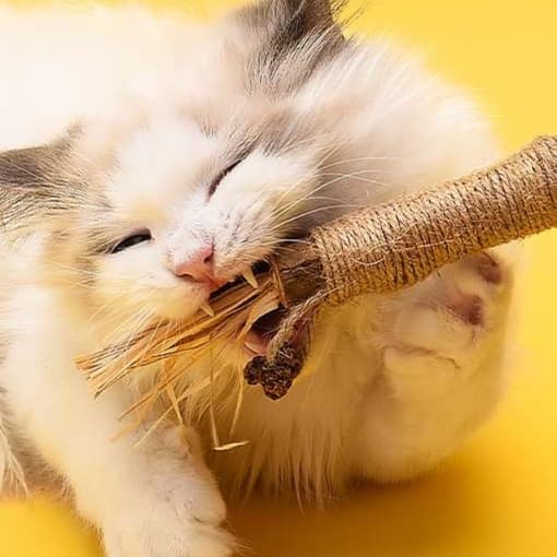 猫 おもちゃ 天然麻縄 歯磨きじゃらし
