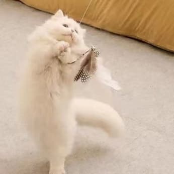 猫 おもちゃ 伸縮自在ロング羽付き猫じゃらし