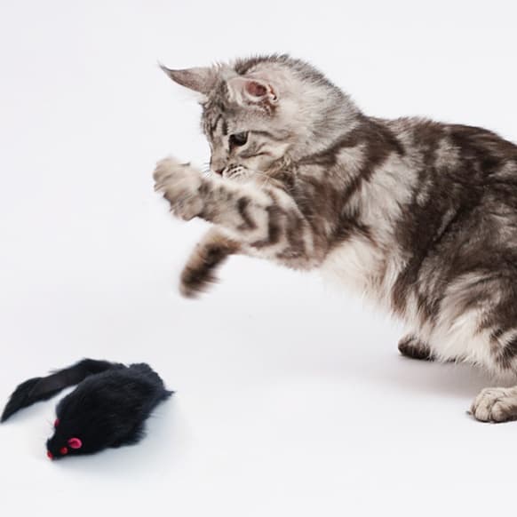 猫 おもちゃ もふもふ ロングテール ねずみおもちゃ