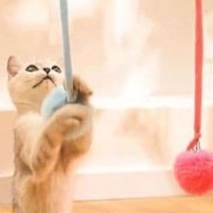 猫 おもちゃ 吸盤付き伸縮スプリング猫じゃらし