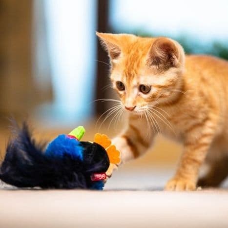 猫 おもちゃ 鳥の舞 ふわふわ猫じゃらし