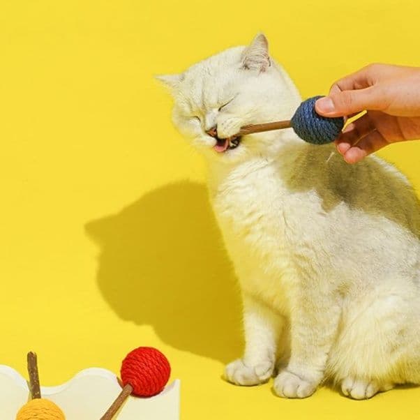 猫 おもちゃ 天然歯磨き 猫じゃらし