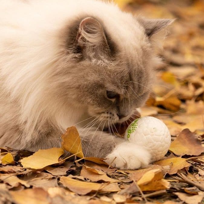 猫 おもちゃ もみもみ光る球 猫じゃらし