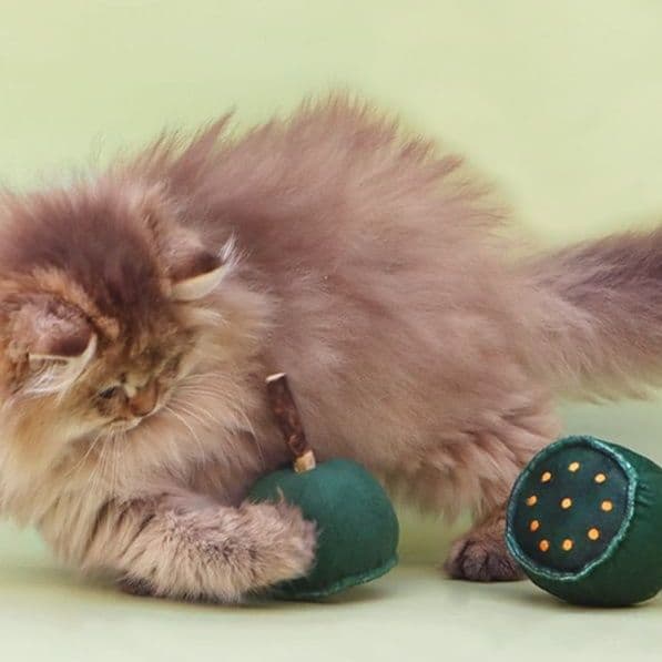 猫 おもちゃ 開運蓮の実 猫じゃらし
