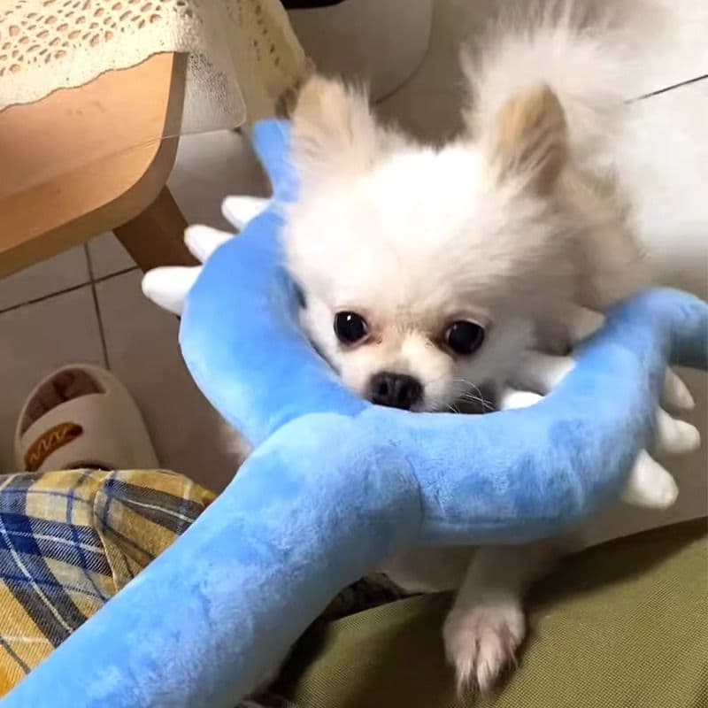 猫 おもちゃ 恐竜のしっぽ形 猫じゃらし