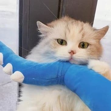 猫 おもちゃ 恐竜のしっぽ形 猫じゃらし