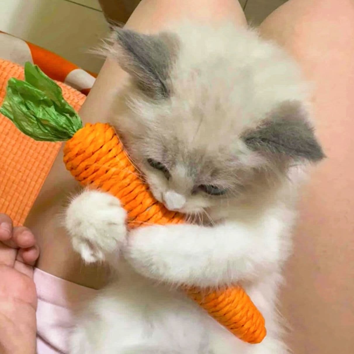 猫 おもちゃ にんじんの誘惑 猫じゃらし