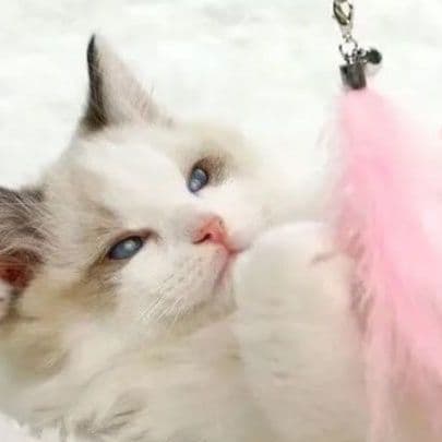 猫 おもちゃ 上品な羽とパールの猫じゃらし
