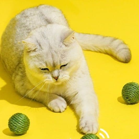猫 おもちゃ 毛糸玉とまめちゃん猫じゃらし