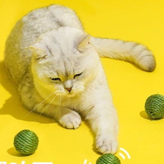 猫 おもちゃ もちもちまめ猫じゃらしセット