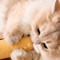 猫 おもちゃ もちもちお魚キャットトイ