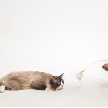 猫 おもちゃ ふわもこキャットワンド猫じゃらし
