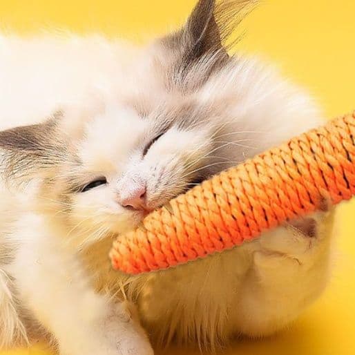 猫 おもちゃ にんじんシリーズ 猫じゃらし 歯磨きおもちゃ