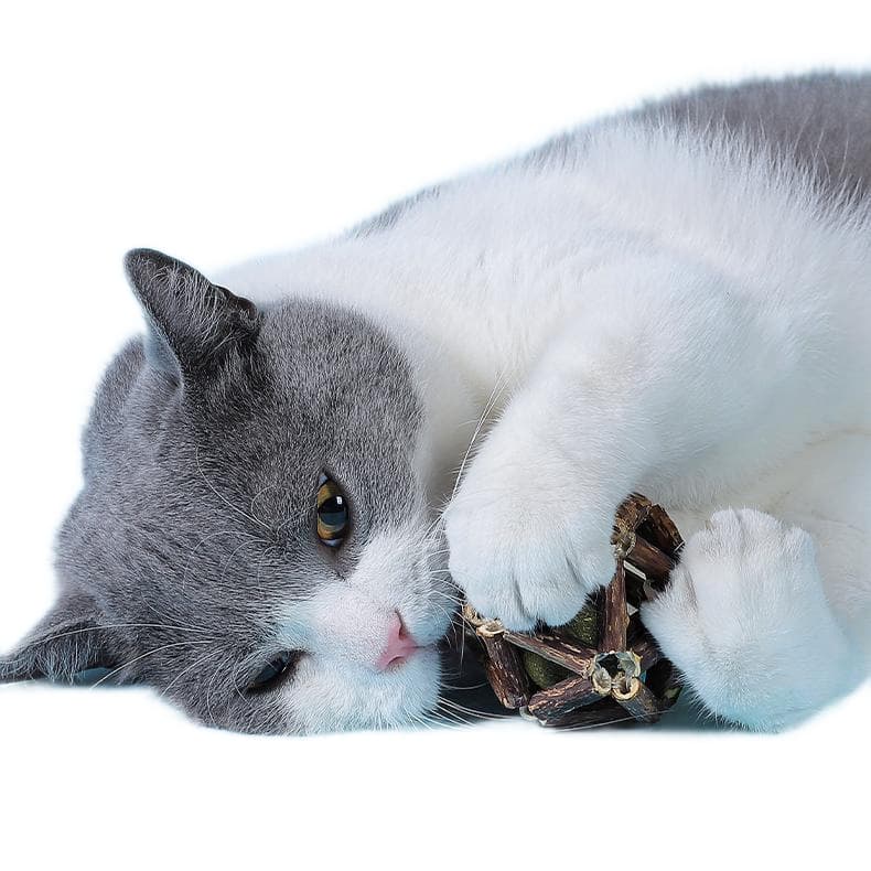 猫 おもちゃ 天然木の幾何学おもちゃ