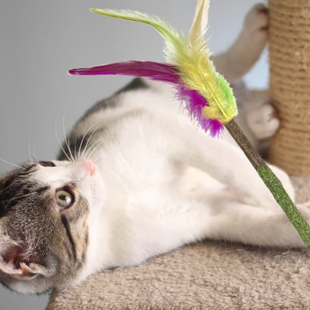 猫 おもちゃ 天然素材の羽根付き歯磨き猫じゃらし