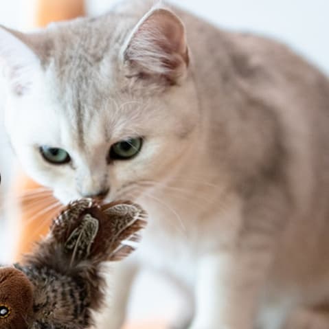 猫 おもちゃ リアル鳥型 猫じゃらし