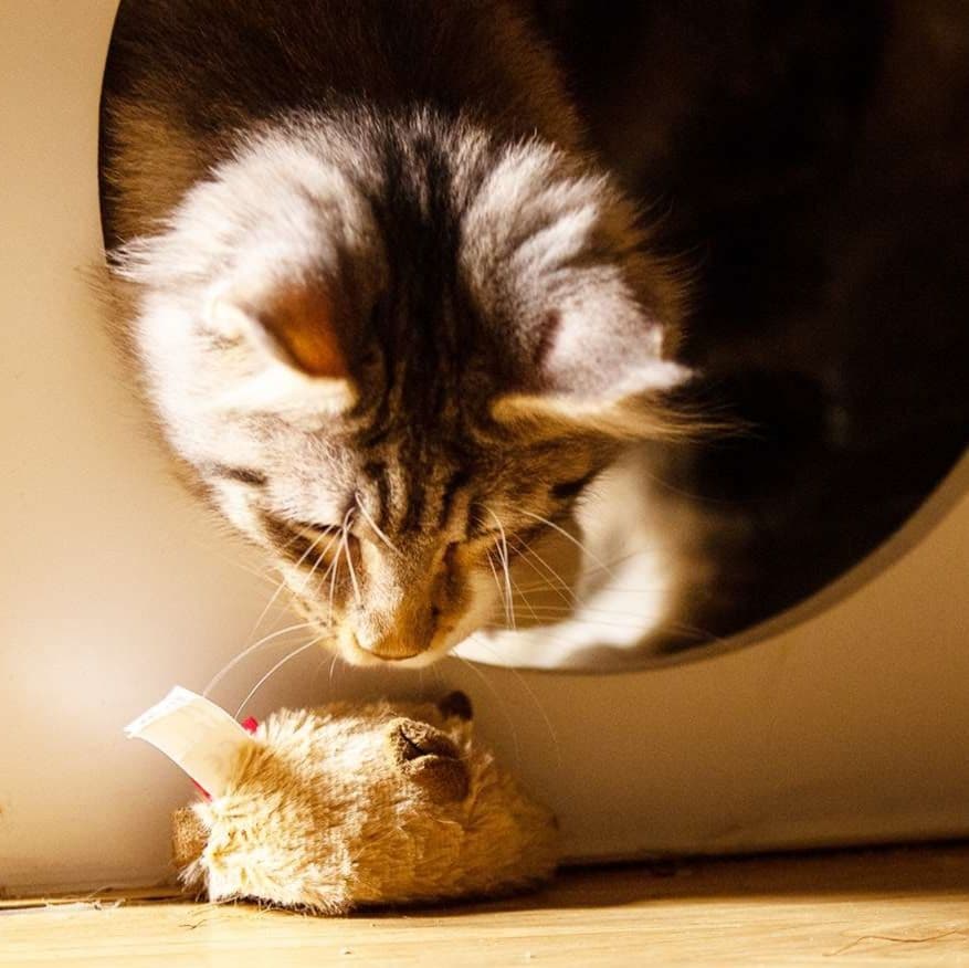猫 おもちゃ 猫じゃらし ふわふわネズミ