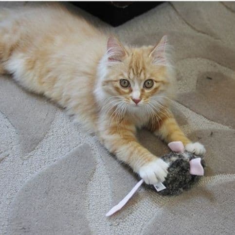 猫 おもちゃ 猫じゃらし ふわふわネズミ