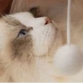 猫 おもちゃ トンネルじゃらし 収納上手