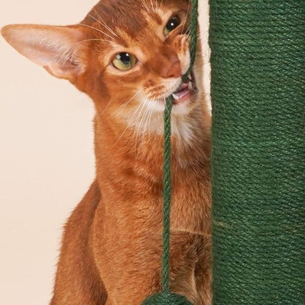 猫 おもちゃ サボテン型キャットタワー 爪とぎ付き猫じゃらし