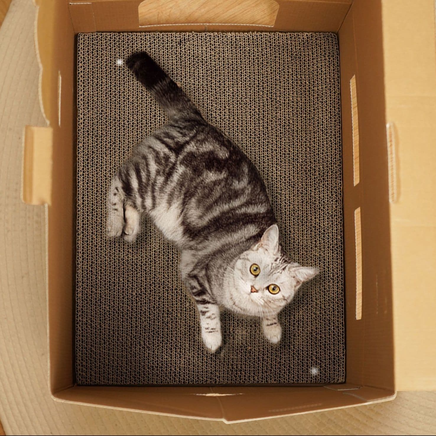 猫 おもちゃ ふくろう型 冬限定おうちハウス