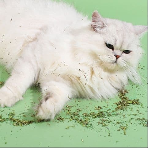 猫 おもちゃ 多用途リラックスまたたび