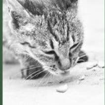 猫 おもちゃ 多用途リラックスまたたび